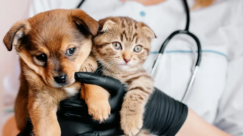 Sinais de Que Seu Pet Precisa de Atendimento Veterinário